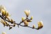 magnolia-8609277_640